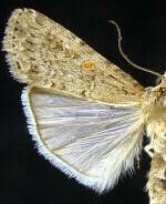 Spodoptera exigua