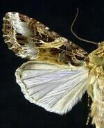 Spodoptera ornithogalli