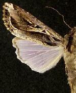 Spodoptera dolichos