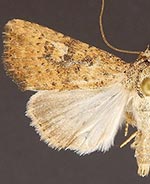 Perigea enixa