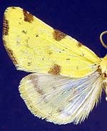 Azenia perflava