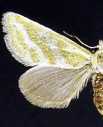 Lineostriastiria hutsoni