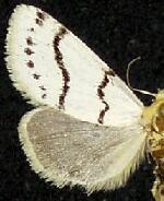 Lineostriastiria sexseriata