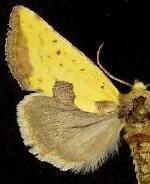 Stiria sulphurea