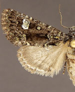 Paramiana callaisata