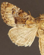 Euamiana dissimilis