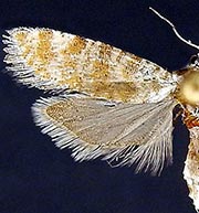 Rhyacionia pallifasciata