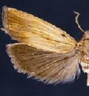 Eucosma awemeana