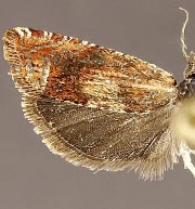 Eucosma altana