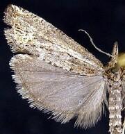 Eucosma elongana