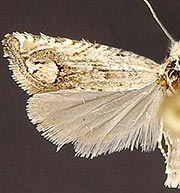 Eucosma vogelana