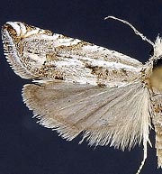 Eucosma salidana