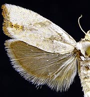 Eucosma artemisiana