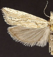 Eucosma montanana