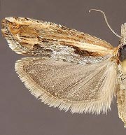 Eucosma offectalis