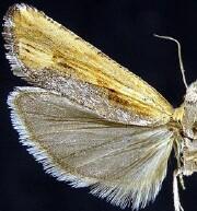 Eucosma offectalis