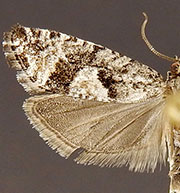 Zeiraphera hesperiana