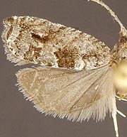 Rhopobota naevana