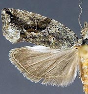 Epinotia fumoviridana