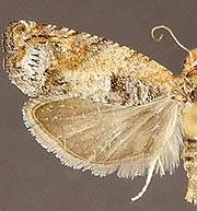 Epinotia terracoctana