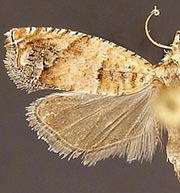 Epinotia miscana