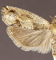 Epinotia infuscana