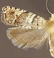 Epinotia meritana