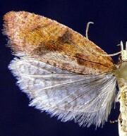 Epinotia seorsa