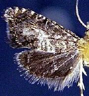 Dichrorampha incanana