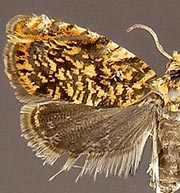 Dichrorampha leopardana