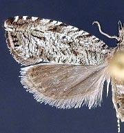 Dichrorampha broui