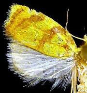 Acleris albicomana