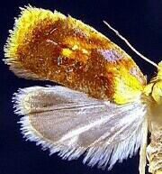 Acleris curvalana