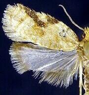 Acleris semiannula