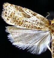 Acleris negundana