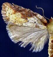 Acleris viburnana