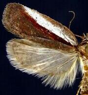 Acleris celiana