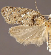 Acleris gloveranus