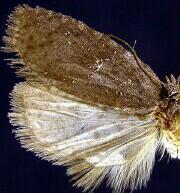 Acleris bowmanana