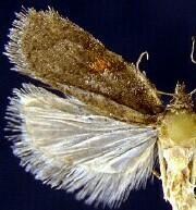 Acleris hudsoniana