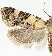 Anopina arizonana