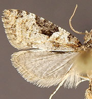 Anopina silvertonana