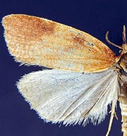 Sparganothis boweri