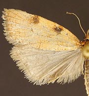 Sparganothis boweri