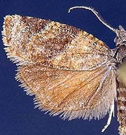 Platynota zapatana