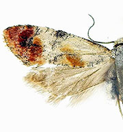 Anacochylidia maderana