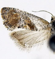 Cochylichroa temerana