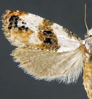 Phtheochroa huachucana