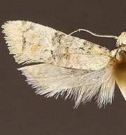 Platphalonidia dangi