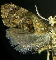 Rolandylis fusca